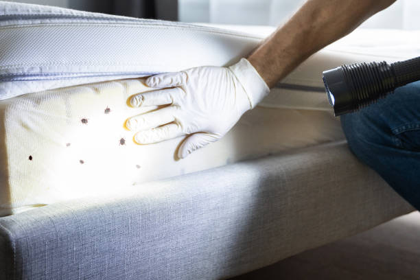 Trusted Mountain View, MO Pest Control Experts