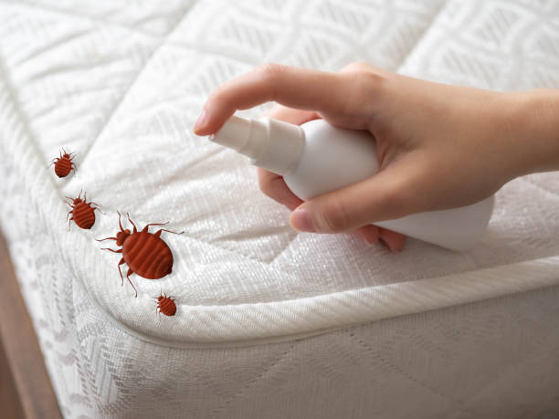 Best Mosquito Control Services  in Untain View, MO
