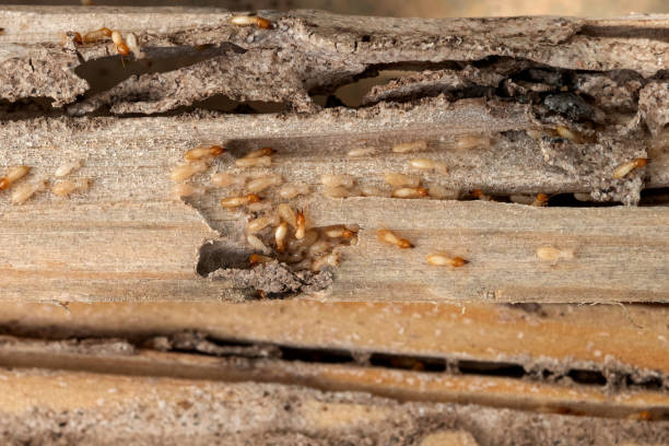 Best Wildlife Control Services  in Untain View, MO