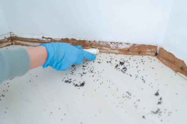 Best Affordable Pest Control Services  in Untain View, MO